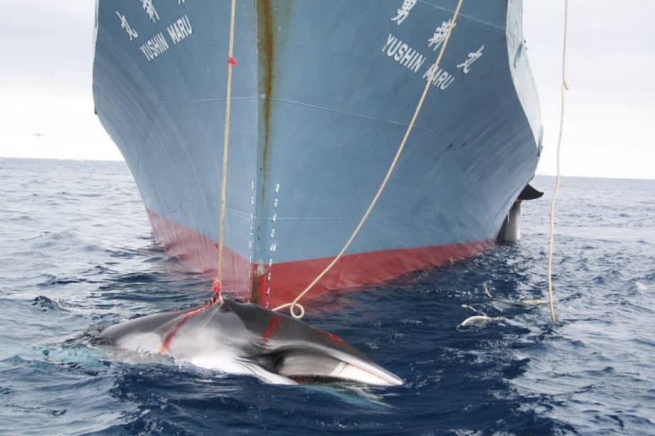 Grupos ambientales alertan por ‘matanza’ de delfines en Japón