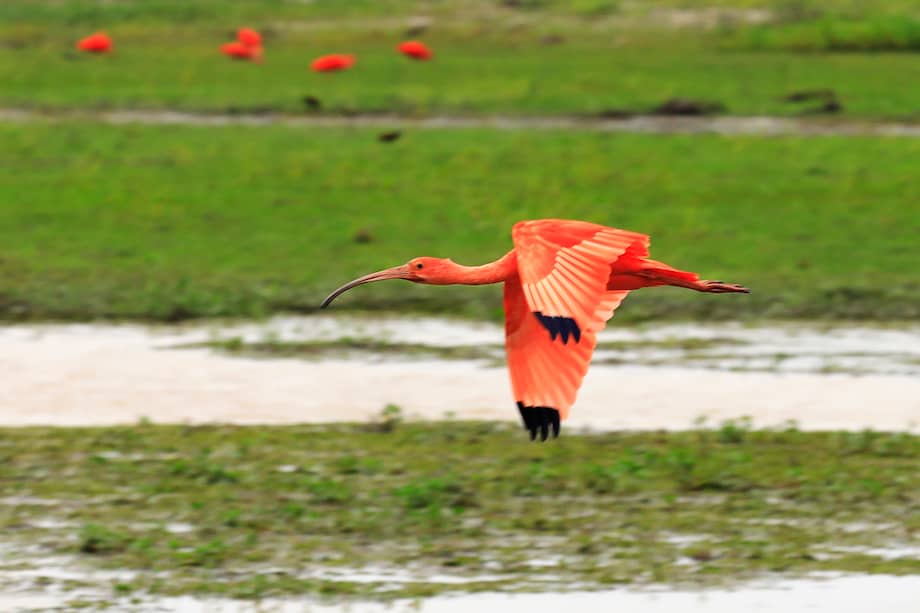 A Casanare llegan visitantes de Estados Unidos y de varios países de Europa que constituyen más del 90 % de los turistas que visitan ese departamento. EFE/ Carlos Ortega