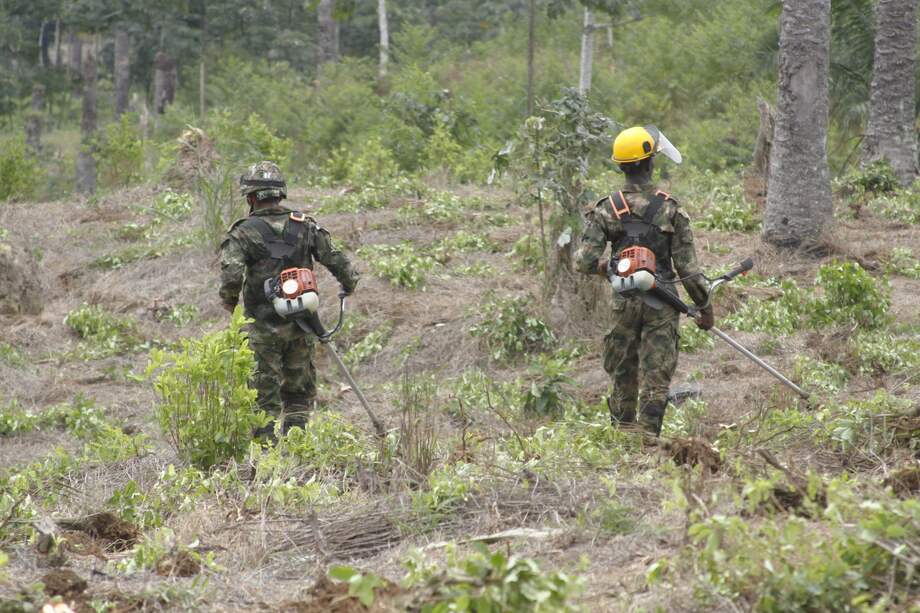 De acuerdo al último informe del Sistema Integrado de Monitoreo de Cultivos Ilícito, en Colombia hubo una reducción de cultivos ilícitos de 1,2% entre 2017 y 2018. / Mauricio Alvarado-El Espectador