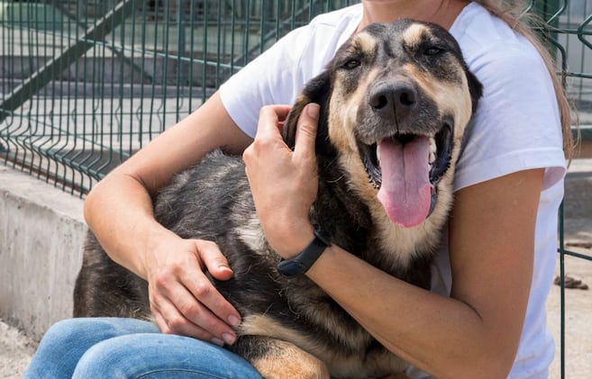 Perros de todas las razas desfilarán en el Pet Fashion Bogotá: así será el evento gratuito