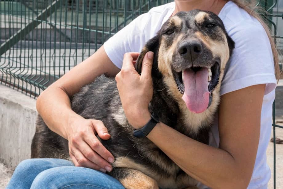 El evento reunirá a amantes de los animales, organizaciones de adopción y familias multiespecie en un mismo espacio.