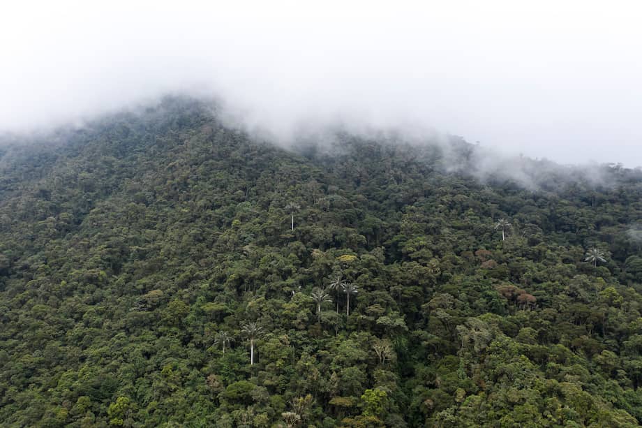 El proyecto Páramos Macizo se desarrolló en zonas colindantes a cuatro complejos de páramo en Huila y Valle del Cauca.