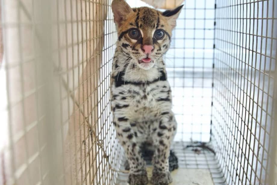 Según el registro preliminar del animal, se trata de un ocelote juvenil.