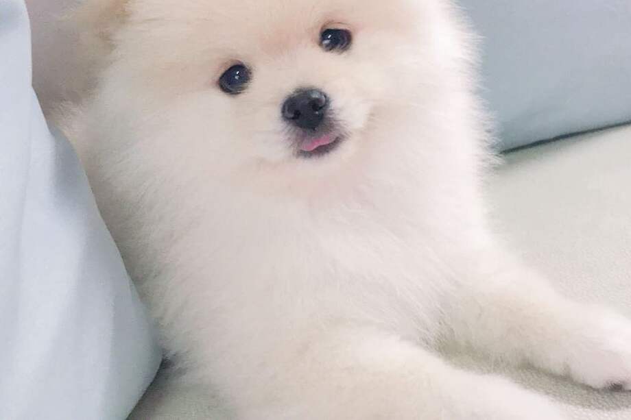 Este hermoso perro llegó a la familia de Luis Suárez en 2018.