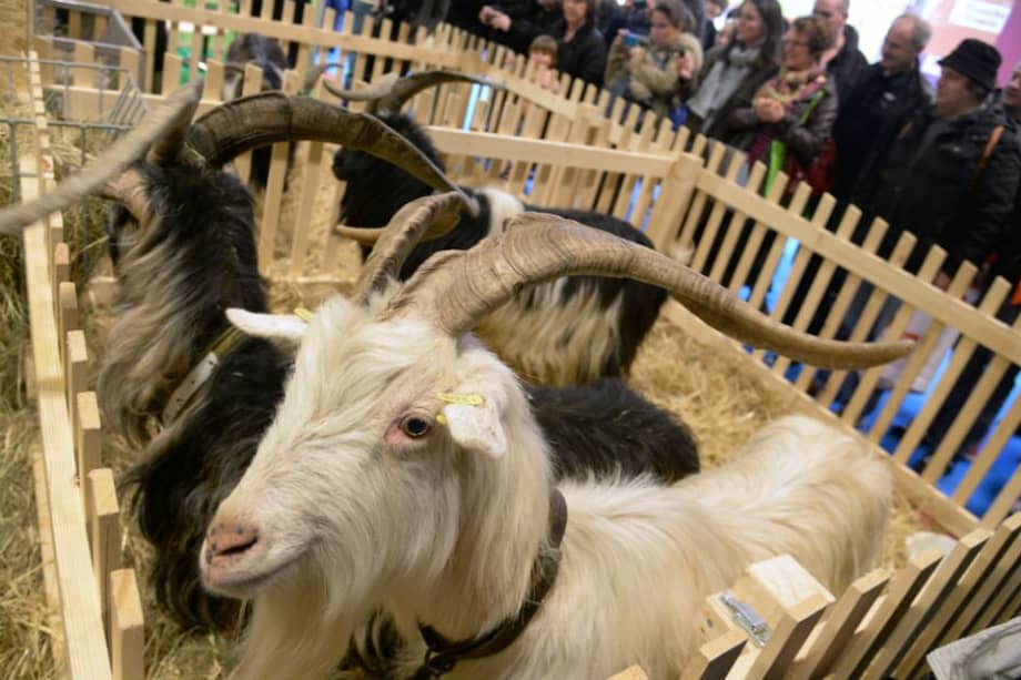 Cabras durante la feria agrícola de París