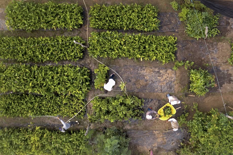 Vivero comunitario resistente a los embates del cambio climático, diseñado por las comunidades del corregimiento del Perú.