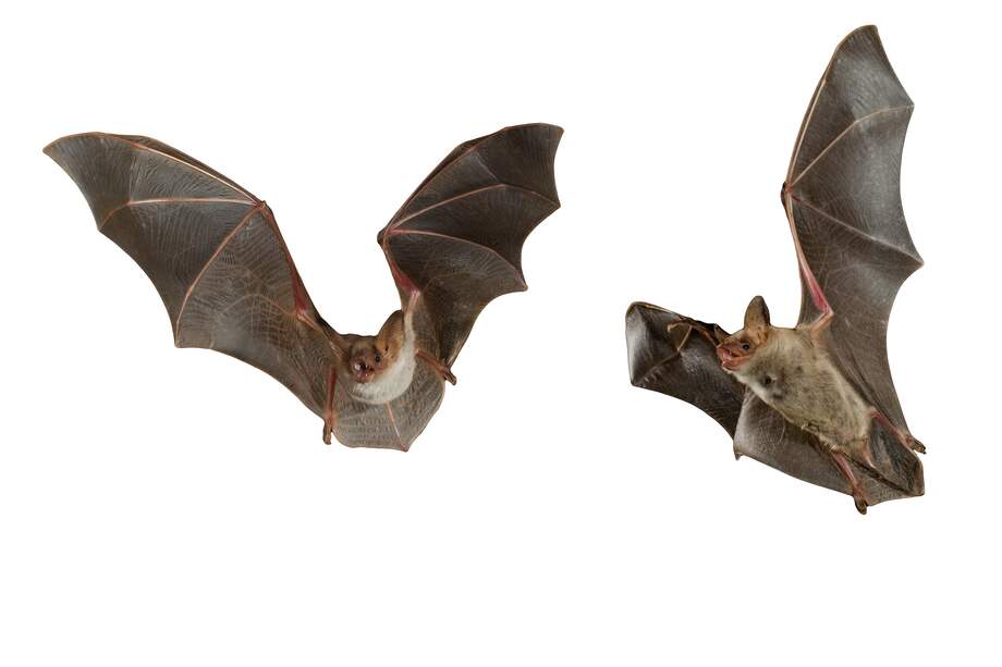 Los murciélagos representan las comunidades campesinas de El Oasis, Arauca, que sustituyeron sus cultivos de coca por cacao. / Gettyimages.