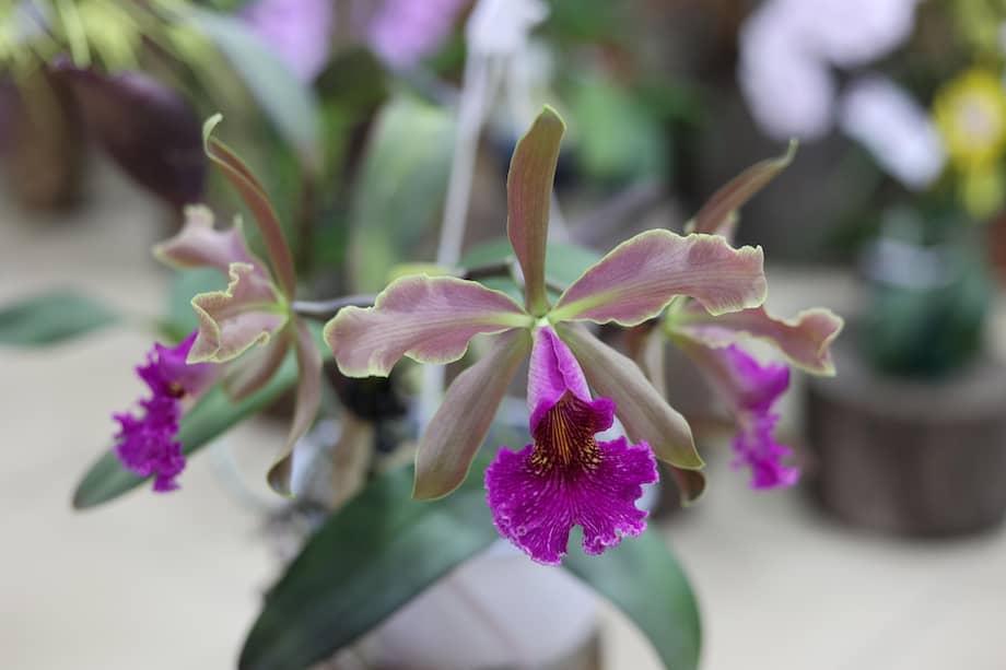 Fotografía de una orquídea durante un certamen para elegir la orquídea ideal, en Boquete (Panamá).