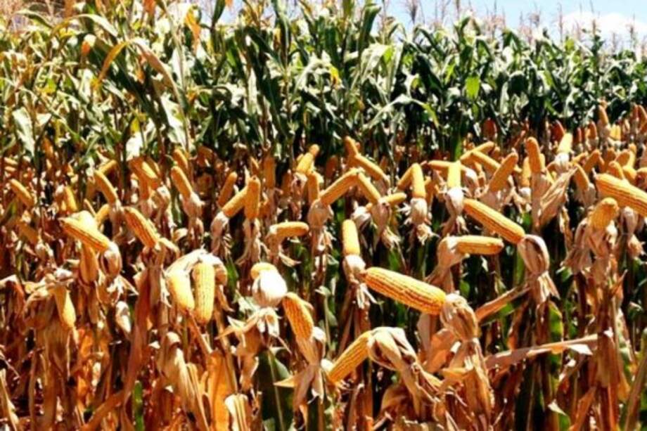 Archivo El Espectador