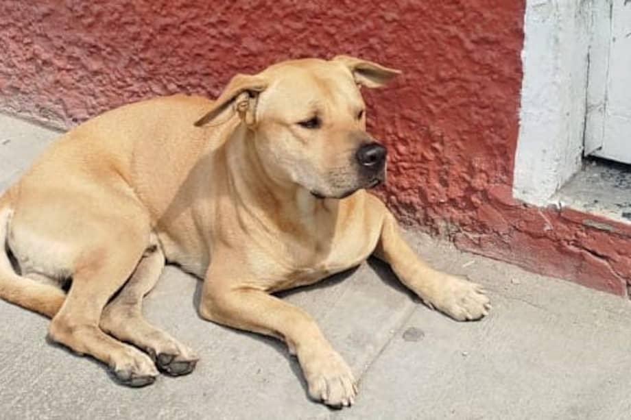 Un perro llamado Killer permanece desaparecido en Bogotá desde finales de febrero. Sus cuidadores piden a la comunidad informar si lo ven.