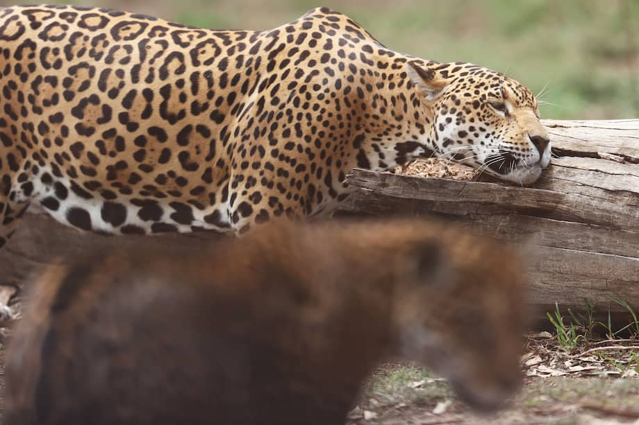 Según la Lista Roja de especies de la UICN, la especie está en estado de Casi Amenaza (NT) y sus poblaciones son decrecientes, EFE/ Luis Gandarillas