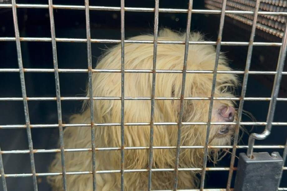 Esta perrita logró sobrevivir al encontrar un pequeño hueco en la pared.