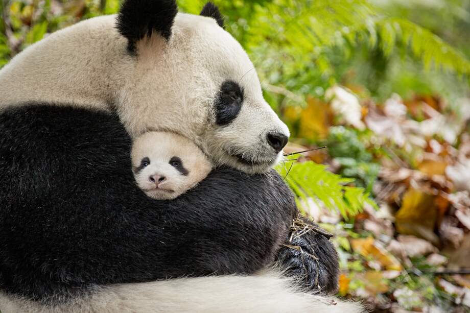 Esta mamá panda es una de las protagonistas de Nacidos en China / Disneynature