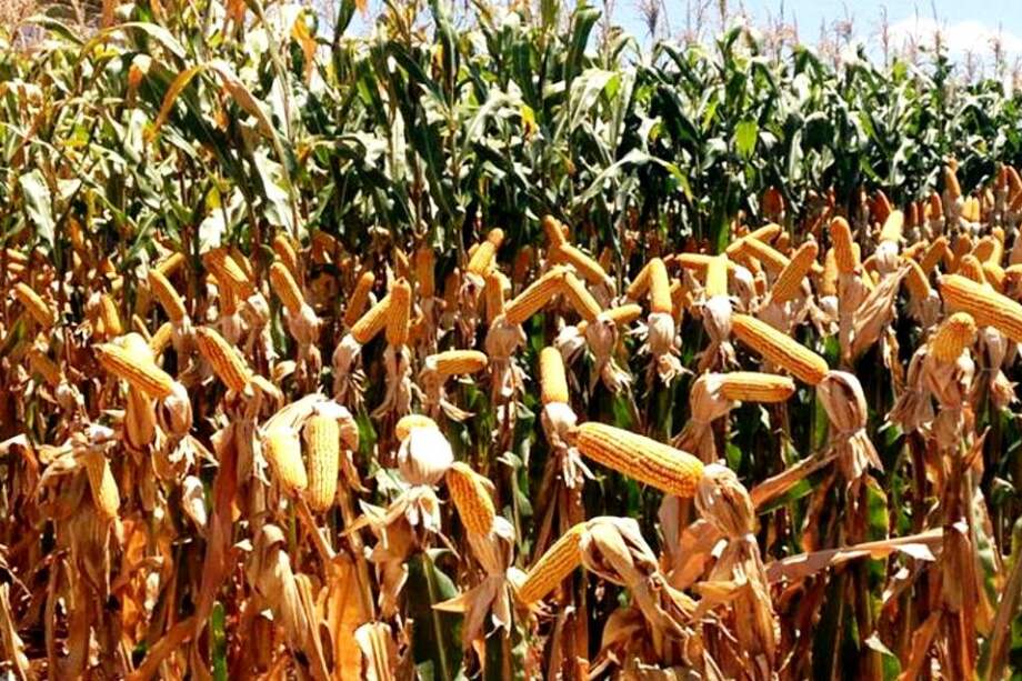 Gobierno francés impedirá siembra de maíz transgénico con un decreto