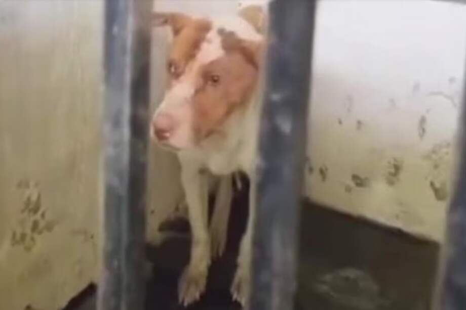 Usuarios en las redes sociales han manifestado su indignación ante el maltrato al que era sometida esta perrita y han mostrado su solidaridad difundiendo el caso para que llegue a más personas.