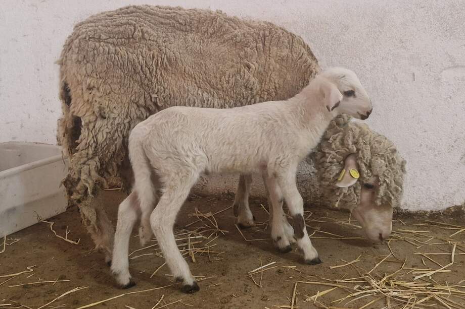 Imagen de Teodoro, el cordero genéticamente modificado.