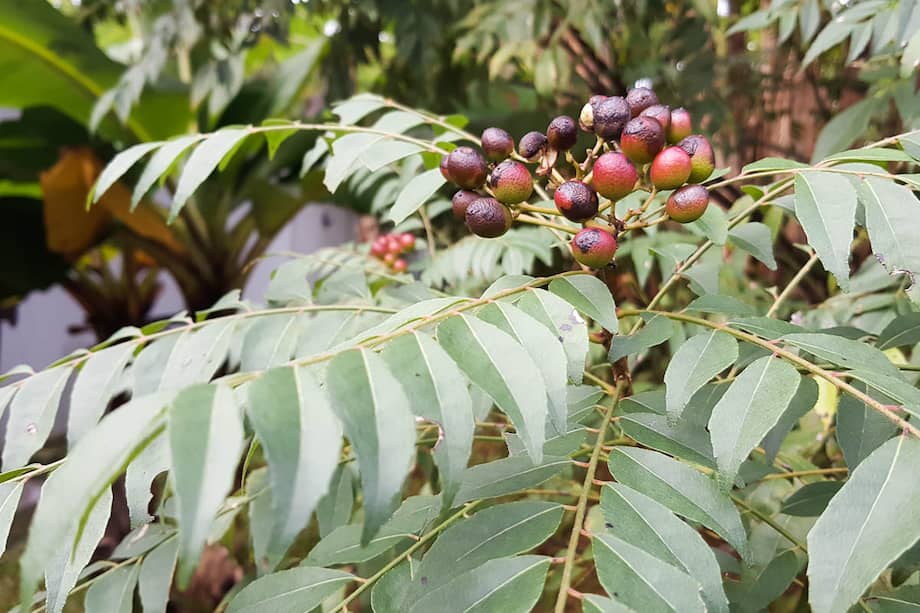 Es una planta famosa para condimentar la comida.