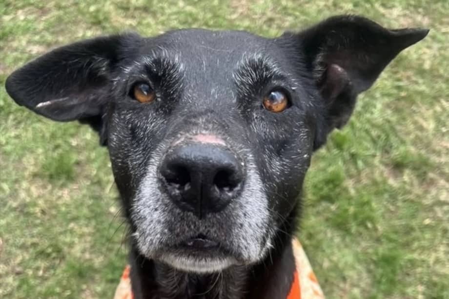 Kodashi es una perrita amorosa que se lleva bien con otros perritos y humanos.