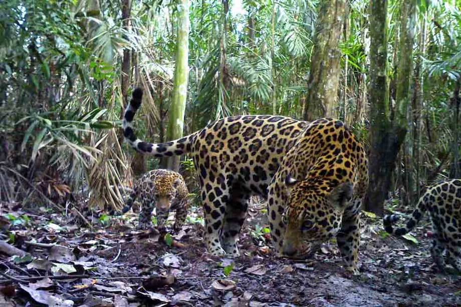 Jaguar hembra junto a su cría, captadas en una plantación de palma de aceite en Colombia (2012). / Panthera Colombia