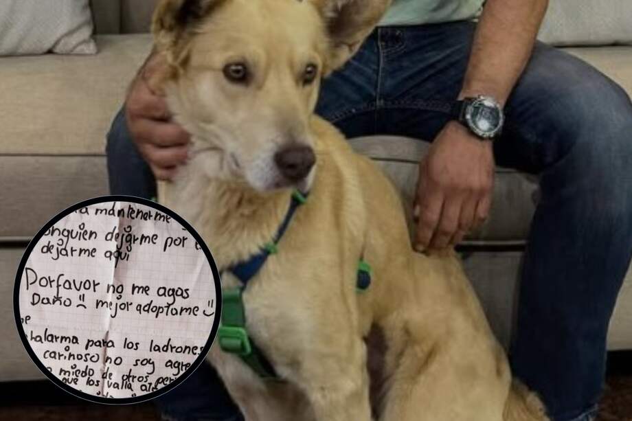 Yogui fue encontrado con una carta que pedía amor y un nuevo hogar, hoy ya tiene una familia que lo cuida.