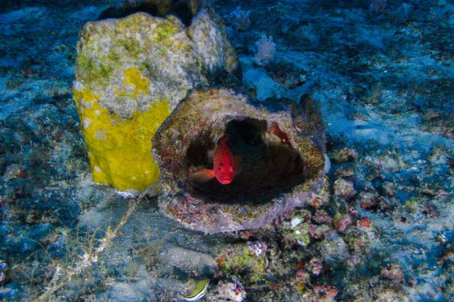 En las siete inmersiones realizadas por los científicos se han reportado nuevas especies para la ciencia. / Greenpeace.