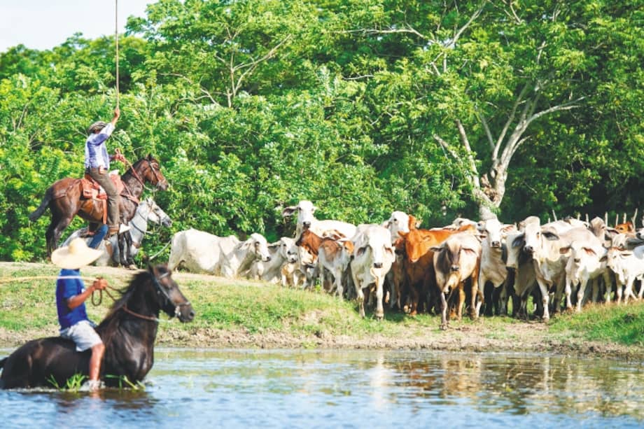 El Fondo Nacional del Ganado, creado en 1993, entró en liquidación en mayo pasado. / Cromos