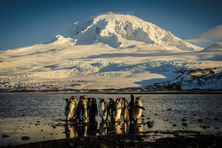 De acuerdo con la UICN, la principal razón es el impacto del cambio climático. En la Antártida, este fenómeno está generando alteraciones en el hielo marino.