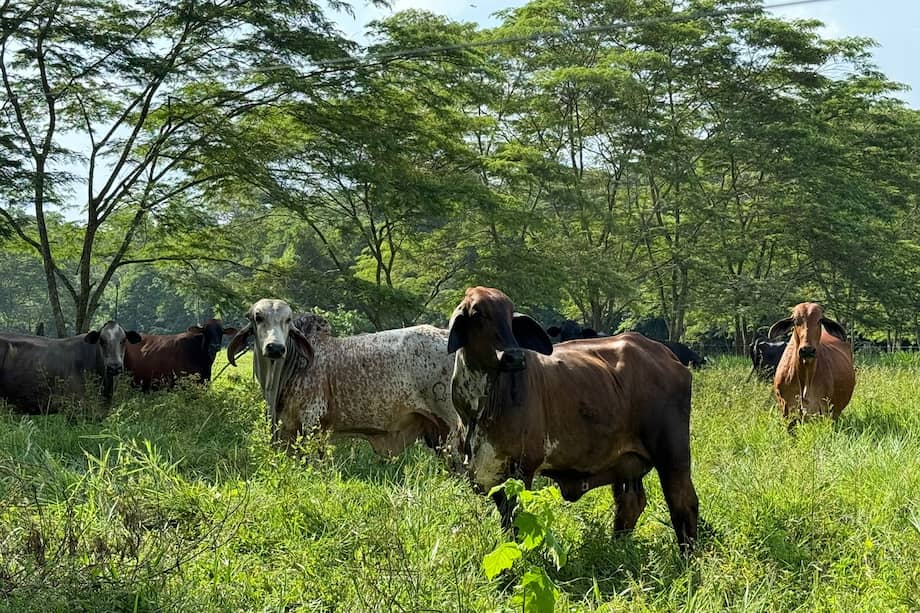 Así se están fortaleciendo los Acuerdos de Cero Deforestación en el Meta y Caquetá.