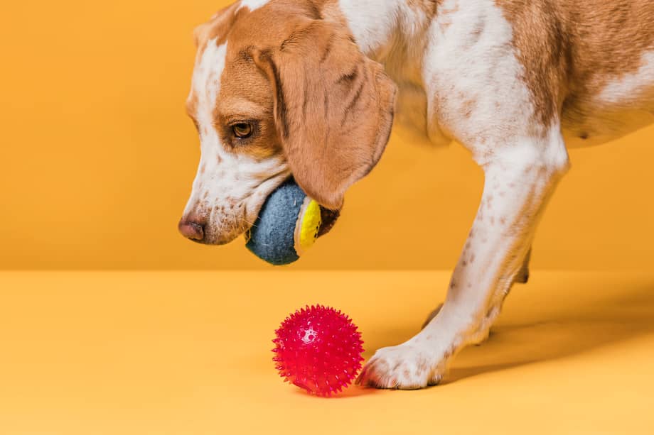 El juego incentiva el ejercicio y espacios especiales con los tutores de las mascotas.