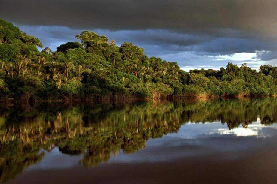 Selva amazónica tiene 390.000 millones de árboles