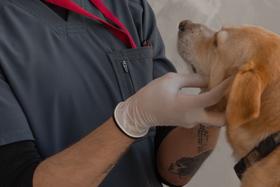 El moquillo es una enfermedad que se puede presentar en los perros y puede hacerse notar según algunos síntomas.