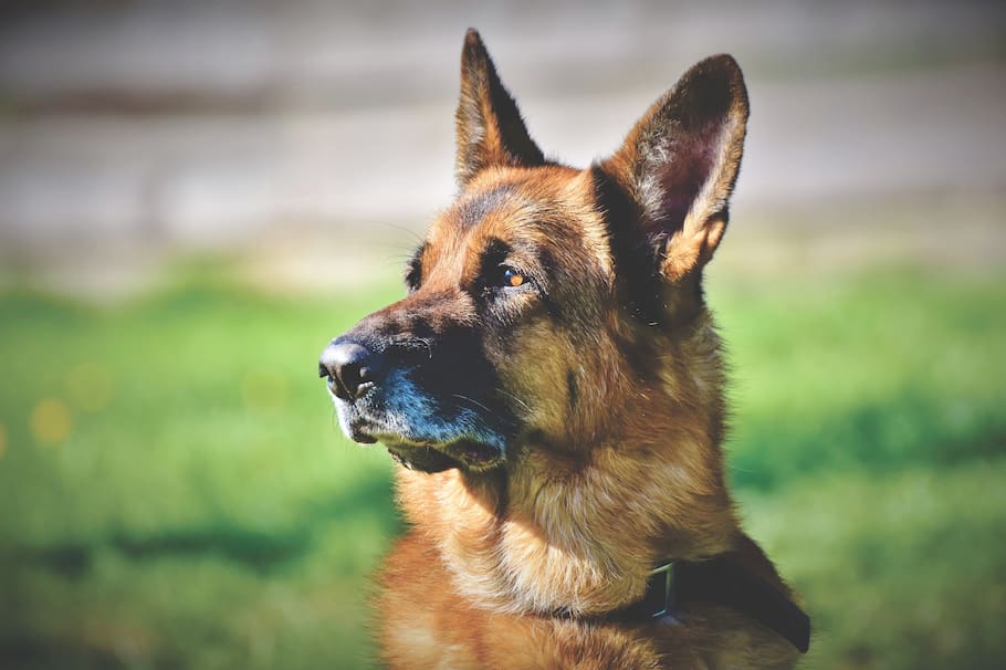 Ten en cuenta estos pequeños consejos si a tu familia agregaste un Pastor Alemán.