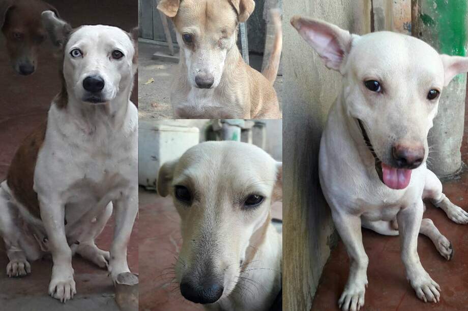 Preciosa, El Mono, La Flaca y Pepe, cuatro de los 42 perros de Diosmary Palacios. / Cortesía.