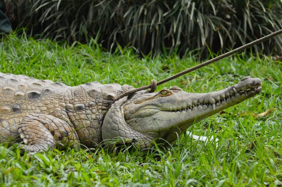 El caimán llanero es una especie típica de los llanos colombo-venezolanos. / Cormacarena