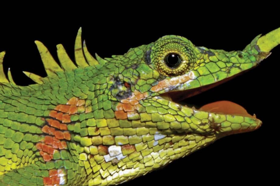 Un ejemplar de lagarto Modigliani vivo fue encontrado en 2018 en los bosques del norte de Sumatra, en Indonesia.