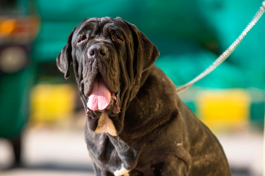 El mastín napolitano es una de las razas de perro más adoradas por los menores de la casa por su temperamento y comportamiento.