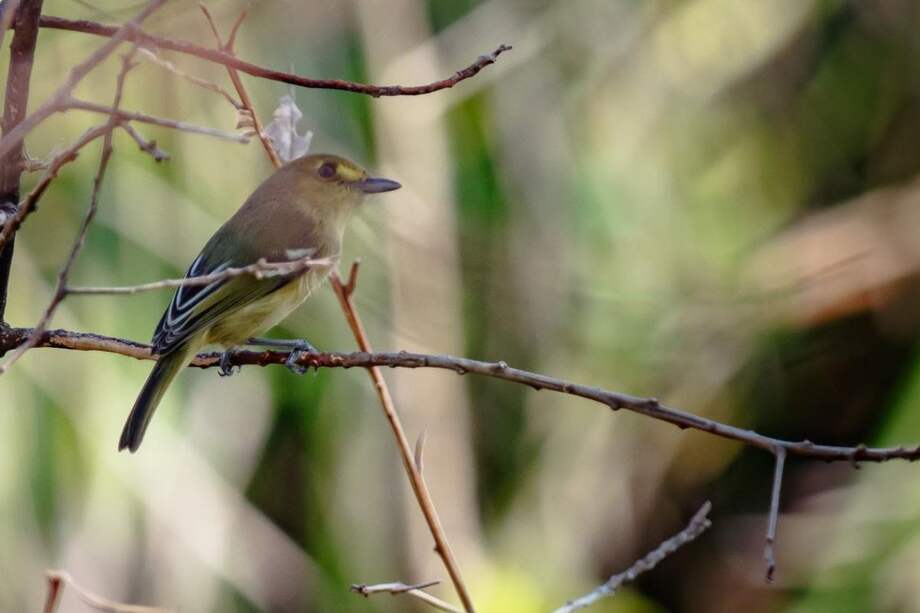 El vireo de Providencia, ave endémica de la isla, apareció en el tercer día de la expedición Cangrejo Negro.