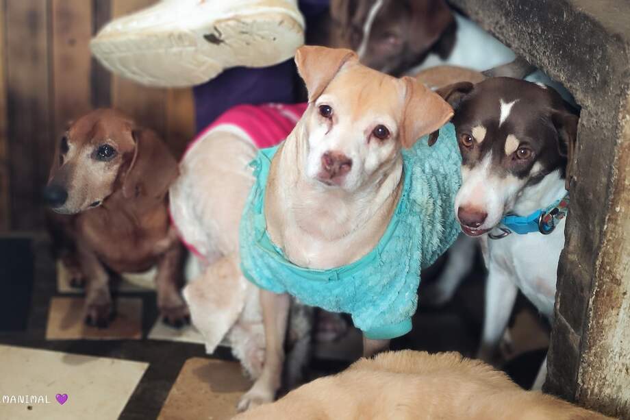 Adoptar un animal sénior trae varias ventajas: fácil adaptabilidad, un carácter ya forjado, son más tranquilos, etc.