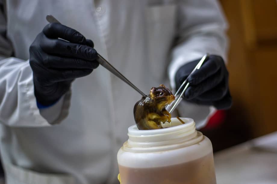 Imagen de referencia. Los hantavirus se transmiten a los humanos a través del contacto con roedores, al inhalar partículas provenientes de su orina, saliva o excrementos infectados.