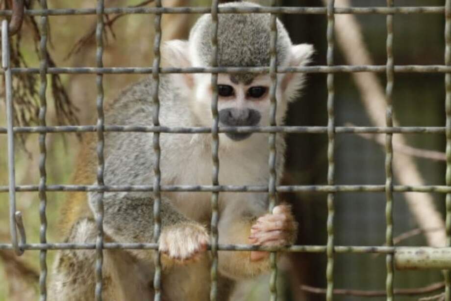 Ejemplar de mono ardilla (Saimiri sciureus) en el Centro de Fauna Silvestre de Bogotá. EFE