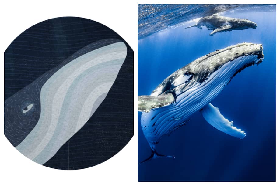 Conozca a los animales y plantas de "Una ceremonia imperdible"