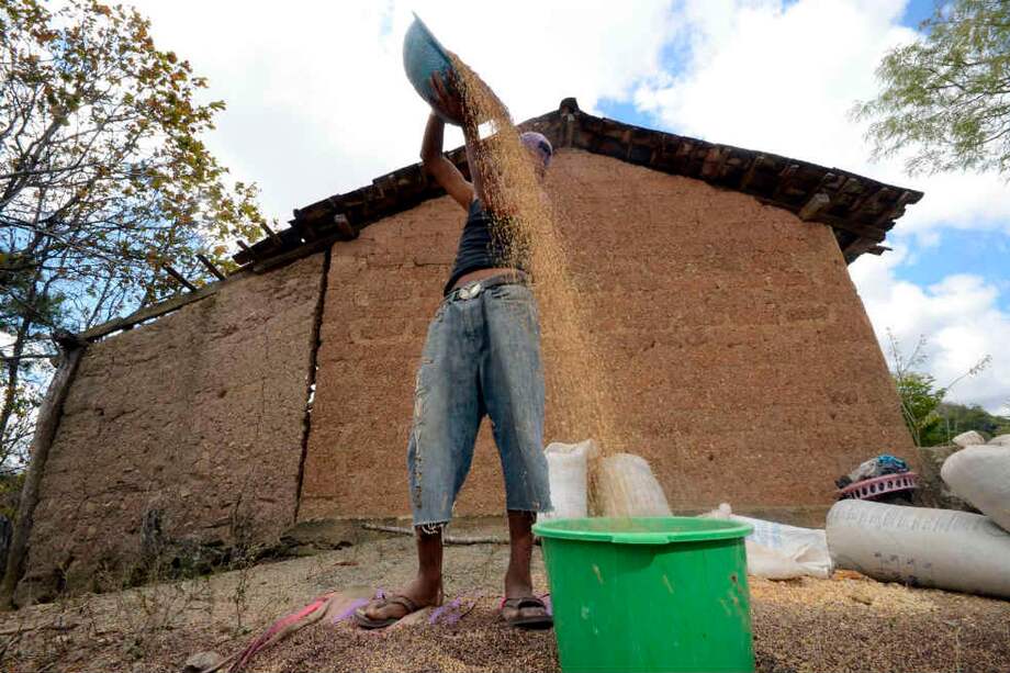 En las actividades agrícolas en Nicaragua se incluye la limpieza de las semillas. / Neil Palmer (CIAT)