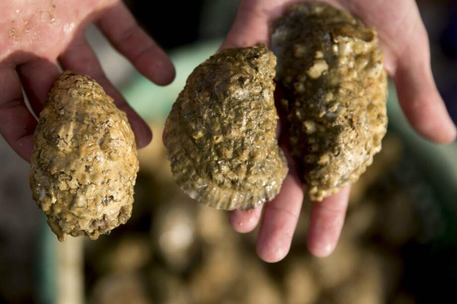 La capacidad de los animales de hacer circular nutrientes se ha reducido al 8% de lo que era en el pasado. / Bloomberg News