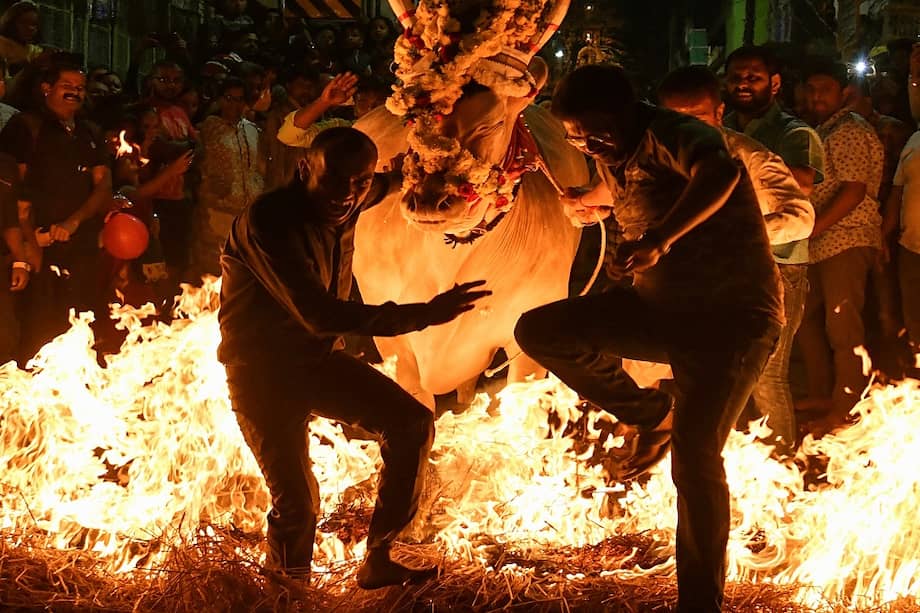 Hombres indios guían a una vaca sobre heno en llamas como parte de un ritual para buscar buena fortuna y protección durante el festival hindú Makar Sankranti en Bangalore. / MANJUNATH KIRAN / AFP