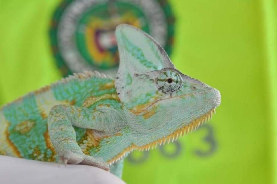 La iniciativa busca contrarrestar el tráfico de flora y fauna silvestre en los 116 municipios del departamento y la ciudad de Bogotá.