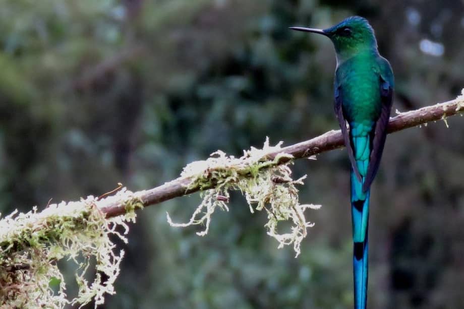 Según el Sistema de Información sobre Biodiversidad de Colombia - SIB actualmente el país cuenta con más de 1999 especies de aves, de las cuales 82 son endémicas o únicas y 158 hacen presencia en su ruta migratoria, posicionando al país como el más diverso en aves del mundo