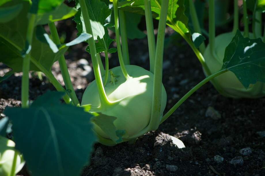 En un estudio previo se demostró que los cultivadores de huertos urbanos obtienen beneficios físicos y emocionales. / Pixabay