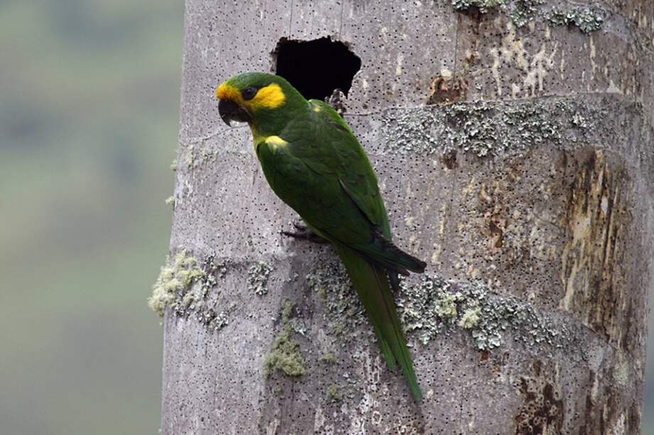 Loro orejiamarillo renace con la ayuda de Colombia y España