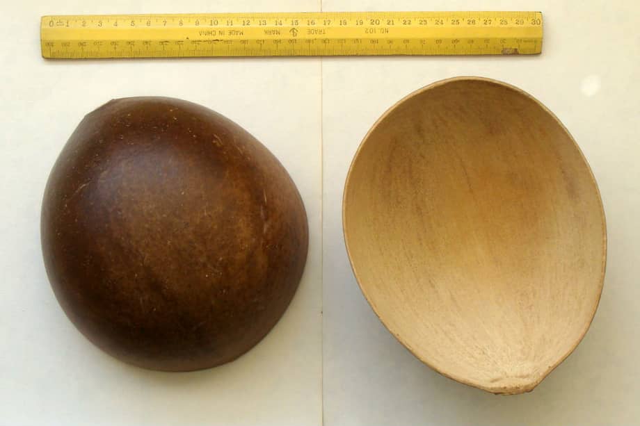 Han pasado 20 años durante los cuales se han elaborado 370 clases de artesanías con materiales obtenidos de los totumos. / Cortesía