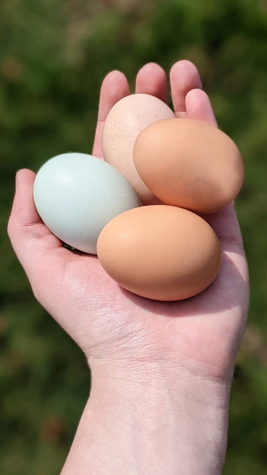 Prepara huevos tibios perfectos y disfruta un delicioso desayuno